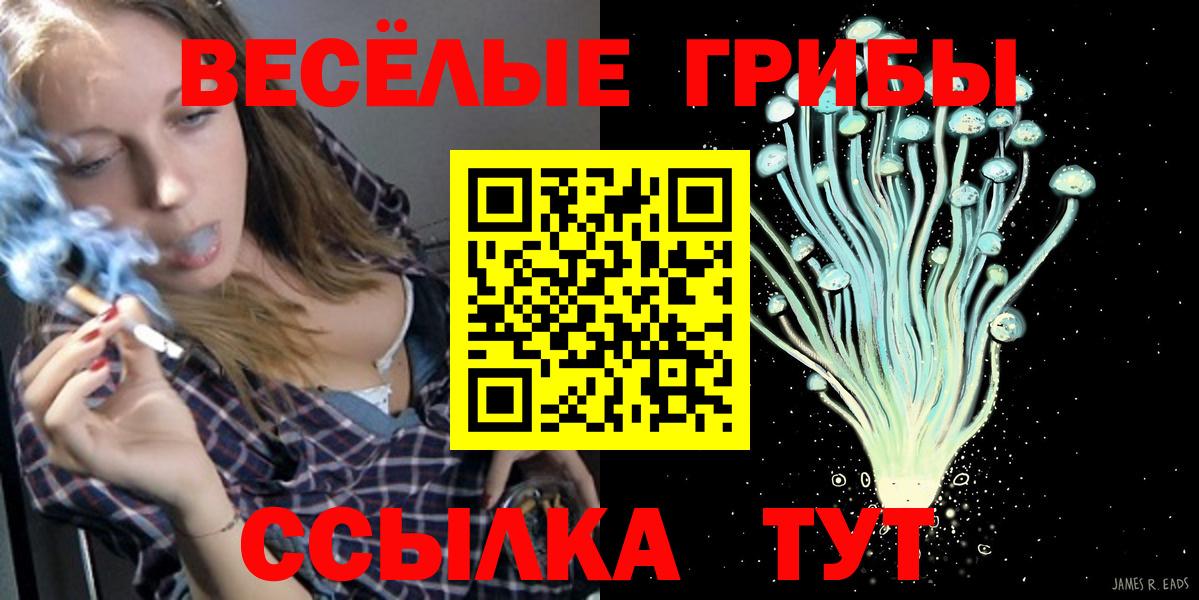 Псилоцибиновые грибы Psilocybe Новоалтайск
